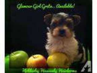 Yorkshire Terrier Puppy for sale in SPRINGDALE, AR, USA
