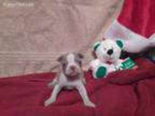 Boston Terrier Puppy for sale in Fitzgerald, GA, USA