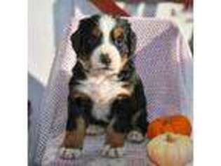 Bernese Mountain Dog Puppy for sale in Westcliffe, CO, USA