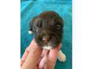 Havanese Puppy for sale in Blanchard, OK, USA