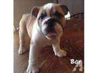 Bulldog Puppy for sale in PIKETON, OH, USA