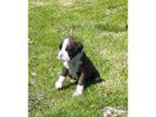Boxer Puppy for sale in Kinsman, OH, USA