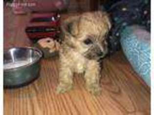 Yorkshire Terrier Puppy for sale in Bellmawr, NJ, USA