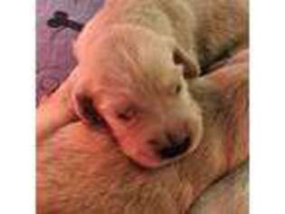 Golden Retriever Puppy for sale in Amston, CT, USA
