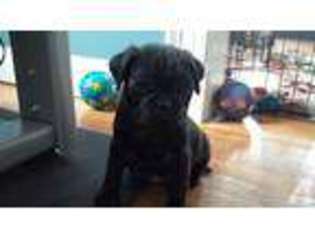 Pug Puppy for sale in GREENFIELD, MA, USA