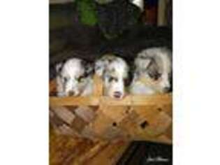 Shetland Sheepdog Puppy for sale in Johnson City, TN, USA
