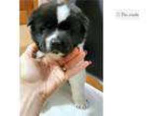 Akita Puppy for sale in Lincoln, NE, USA