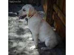 Labrador Retriever Puppy for sale in Laveen, AZ, USA