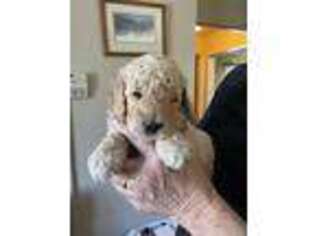 Goldendoodle Puppy for sale in Saranac, NY, USA