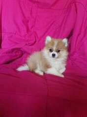 Pomeranian Puppy for sale in Alcester, SD, USA