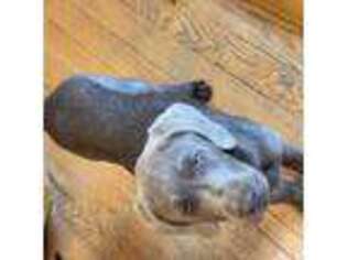Labrador Retriever Puppy for sale in Butler, PA, USA