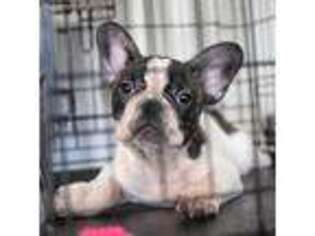 French Bulldog Puppy for sale in Pembroke Pines, FL, USA