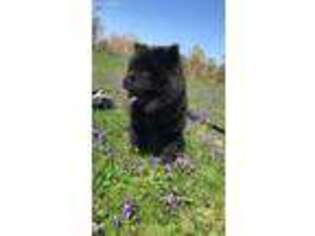 Chow Chow Puppy for sale in Fort Wayne, IN, USA