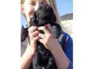 Goldendoodle Puppy for sale in Higginsville, MO, USA