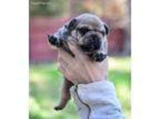 French Bulldog Puppy for sale in Conyers, GA, USA