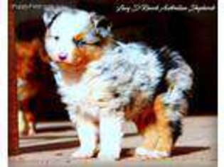 Australian Shepherd Puppy for sale in La Luz, NM, USA