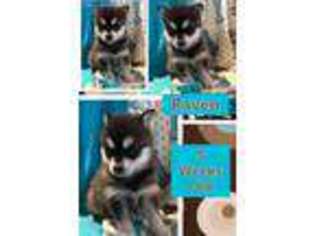 Alaskan Klee Kai Puppy for sale in Clearfield, UT, USA