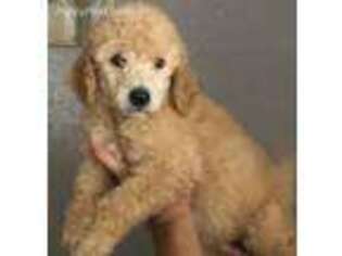 Goldendoodle Puppy for sale in Rosamond, CA, USA
