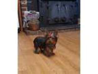 Yorkshire Terrier Puppy for sale in Dewitt, VA, USA