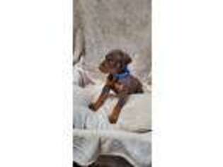 Doberman Pinscher Puppy for sale in Spring, TX, USA