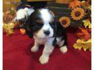 Cavalier King Charles Spaniel Puppy for sale in Fulton, KS, USA