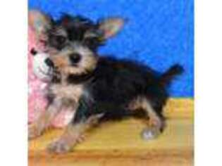 Yorkshire Terrier Puppy for sale in Chilton, WI, USA