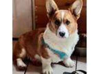 Pembroke Welsh Corgi Puppy for sale in Taylorsville, NC, USA