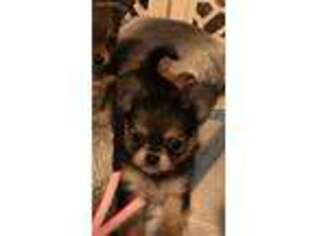 Chihuahua Puppy for sale in Plymouth, MA, USA
