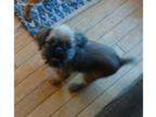 Brussels Griffon Puppy for sale in Fort Collins, CO, USA