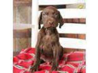 German Shorthaired Pointer Puppy for sale in New Holland, PA, USA