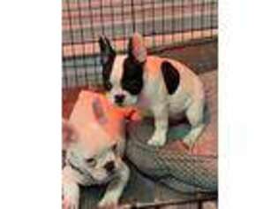 French Bulldog Puppy for sale in Stover, MO, USA