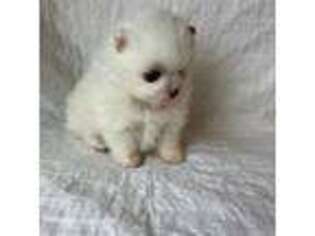 Pomeranian Puppy for sale in Lone Rock, WI, USA