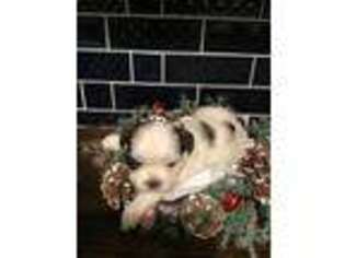 Mutt Puppy for sale in Allensville, KY, USA