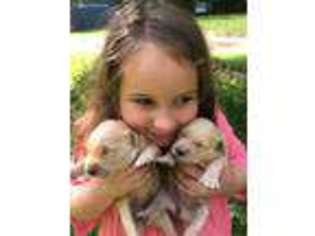 Golden Retriever Puppy for sale in Brainerd, MN, USA