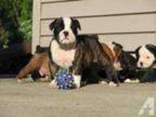 Mutt Puppy for sale in FOND DU LAC, WI, USA