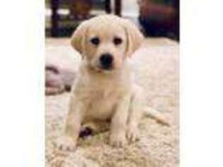 Labrador Retriever Puppy for sale in Hutto, TX, USA