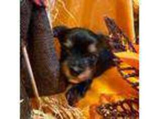 Yorkshire Terrier Puppy for sale in Rochester, NY, USA