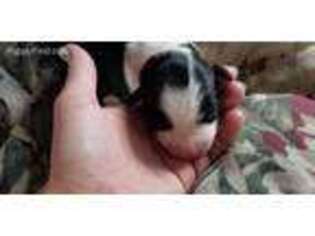 Border Collie Puppy for sale in Park City, UT, USA
