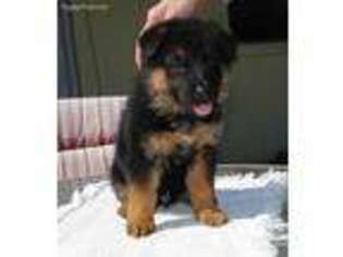 German Shepherd Dog Puppy for sale in Homosassa, FL, USA