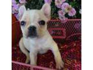 French Bulldog Puppy for sale in Brown City, MI, USA