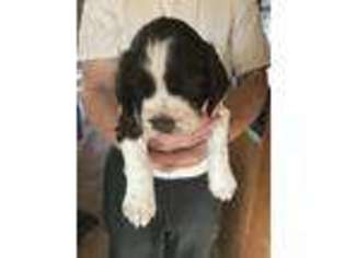 English Springer Spaniel Puppy for sale in Milton Freewater, OR, USA