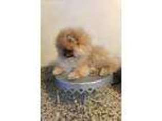 Pomeranian Puppy for sale in Marlborough, MA, USA