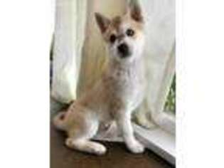 Alaskan Klee Kai Puppy for sale in Portland, OR, USA