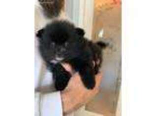 Pomeranian Puppy for sale in San Jacinto, CA, USA