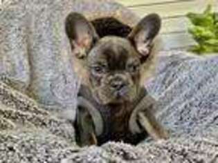 French Bulldog Puppy for sale in Redlands, CA, USA