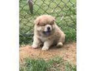 Chow Chow Puppy for sale in Loganville, GA, USA
