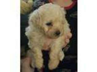Mutt Puppy for sale in Avon, CT, USA
