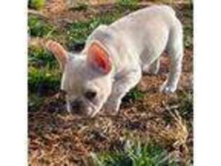 French Bulldog Puppy for sale in Washington, UT, USA