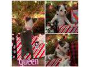 Boston Terrier Puppy for sale in Gilroy, CA, USA