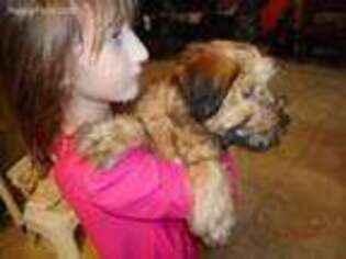 Soft Coated Wheaten Terrier Puppy for sale in Lucas, IA, USA
